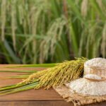 Delivering India’s Finest Basmati Rice to Global Tables